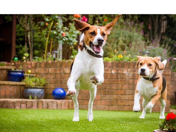 Two dogs happily running and playing in a garden.