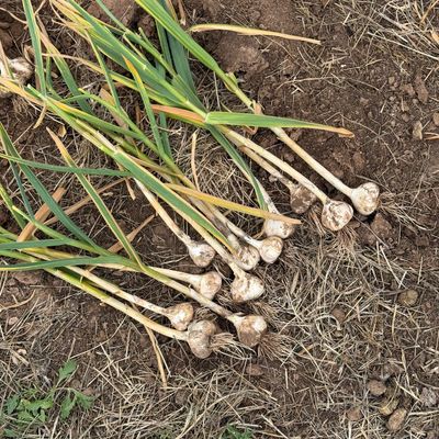 Freshly harvested garlic bulbs laid on the soil with green stems.