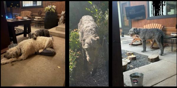 Three images of a large gray dog indoors and outdoors.
