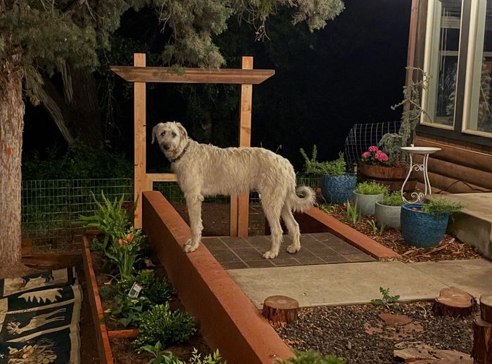 A dog stands on a raised garden bed at night.