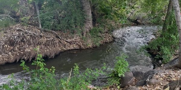 A flowing creek surrounded by lush green trees and bushes.
