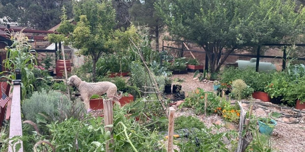 A dog stands in a lush, fenced garden filled with various plants and flowers.