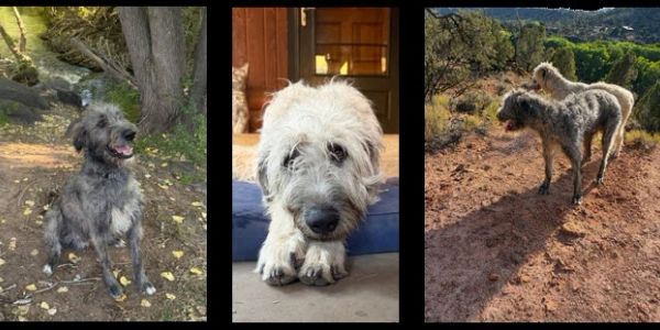 Three images of a shaggy gray dog in different outdoor and indoor settings.