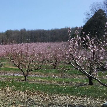 peach orchard in bloom
