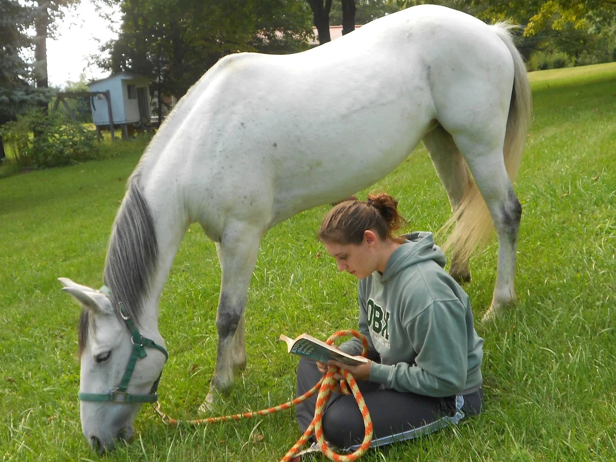 homeschooling w/ your horse
