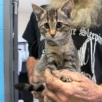 Our kitties want to have fun too! Help us build them the Playhouse of their dreams