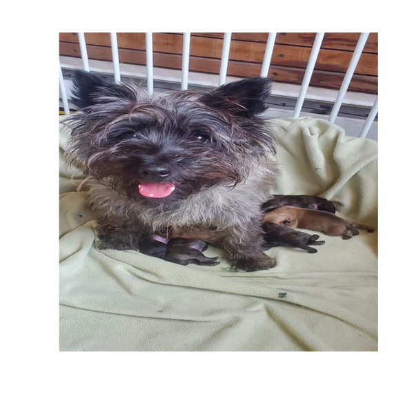 Minerva is a silver and brown Cairn Terrier. In a whelping box with her first litter of six puppies.