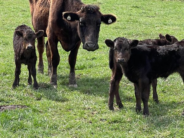Moveable Feast Farm cows grazing