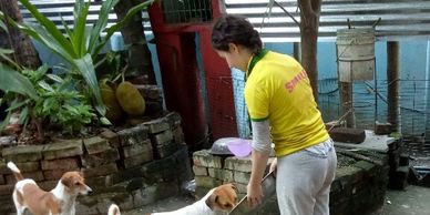 Animal welfare Volunteer