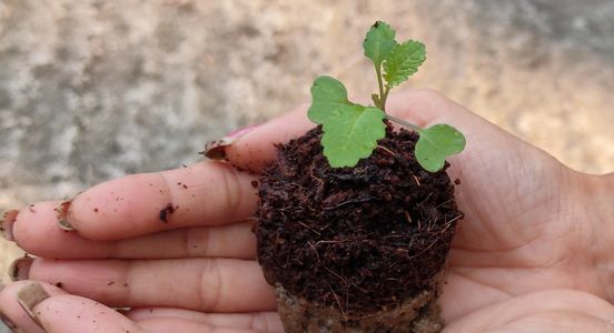 Save planet Workcamp