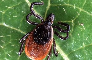 Tick, deer tick, lyme disease, tick control, tick treatment, tick on dog, tick on cat