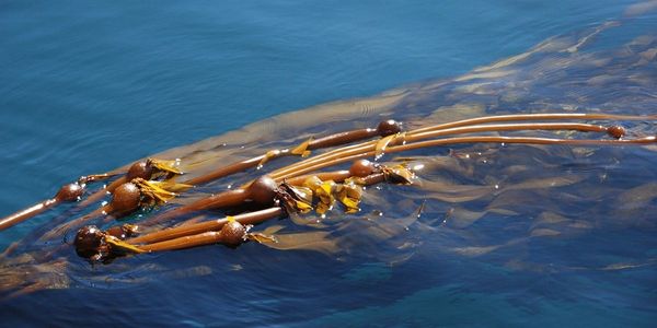 Sea kelp for lawns, seaweed for lawns, compost, organic lawn care, green grass, turf care