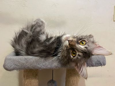 Blue tabby Maine Coon being cute upside down