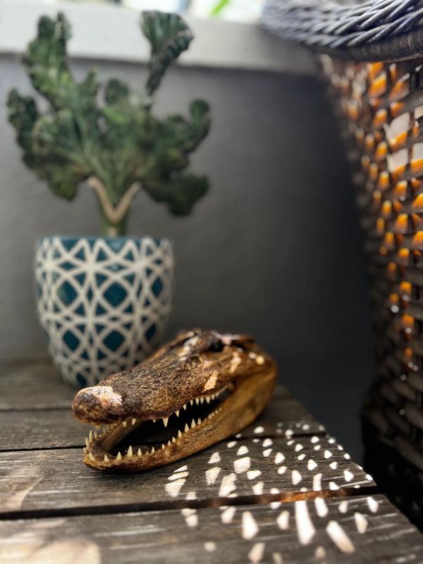 Alligator head on a wooden table with patterned shadows and a potted plant.