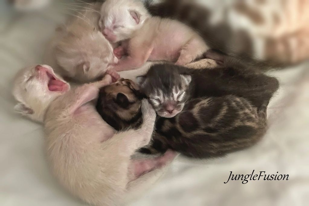 Bengal Kittens for sale in New York. Snow Bengal, Brown Bengal, Charcoal Bengal Kitten available WNY