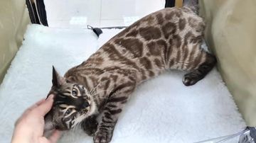 Snow Charcoal Bengal Spotted kittens sale NY,  Bengal cattery New York, Bengal cats kittens Buffalo,