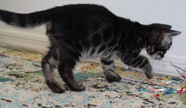 Masked Charcoal Bengal Spotted kittens sale NY,  Bengal cattery New York, Bengal cats kittens WNY,