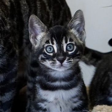 Beautiful Charcoal Kittens in NY with black zorro mask, white goggles and black cape. Bengal cattery
