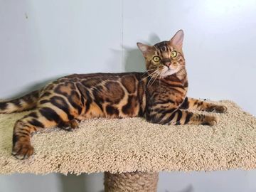 Brown Rosetted kittens sale NY,  Bengal cattery New York, Bengal cats kittens WNY, JungleFusion  NY