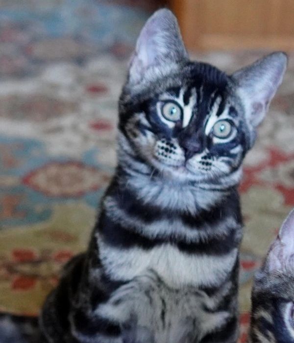 Masked Charcoal Bengal Spotted kittens sale NY,  Bengal cattery New York, Bengal cats kittens WNY,