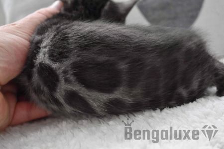 Charcoal Bengal kittens for sale NY, Silver Charcoal Bengal cattery New York, Bengal cats kitten WNY