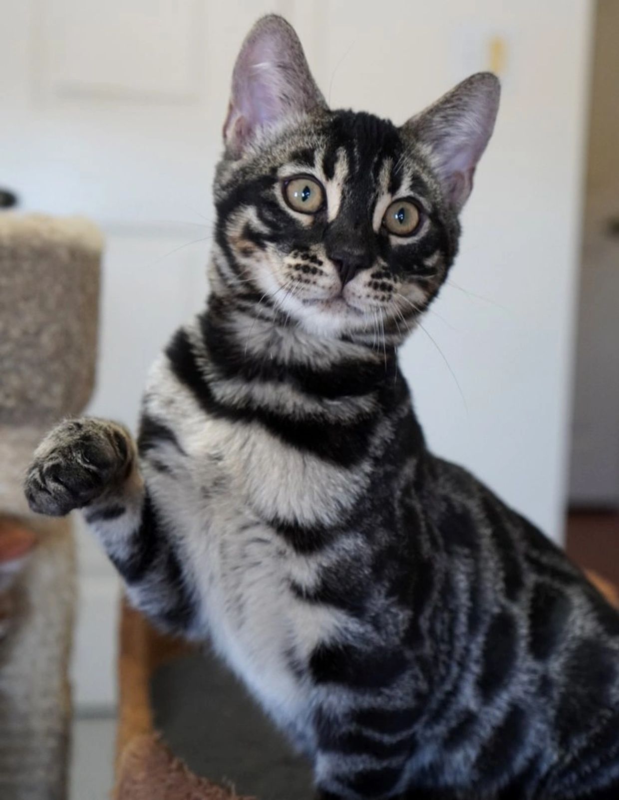 Masked Charcoal Bengal Spotted kittens sale NY,  Bengal cattery New York, Bengal cats kittens WNY,