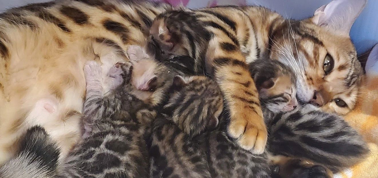 Bengal Kittens for sale in New York. Small Bengal Cattery near you NY, Silver, Brown Bengal Kitten