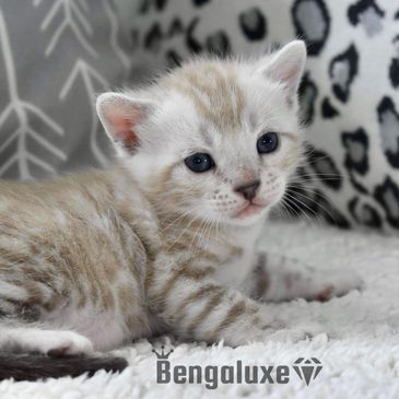 Adorable Snow and White Bengal kittens Available in NY. Snow Bengal Kittens for sale in New York wit