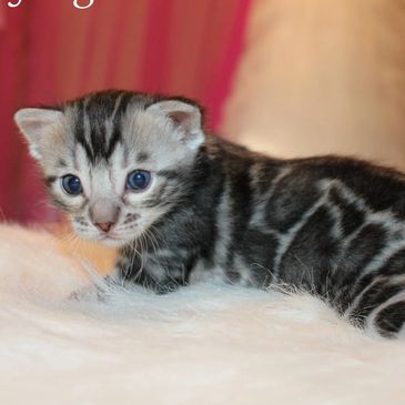 Stunning Bengal kittens Available NY. Silver Bengal Kittens with huge rosetted clouded leopard look
