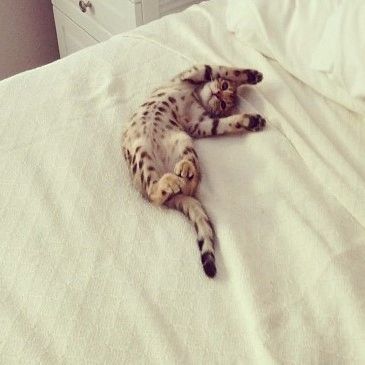 Bengal showing off tummy