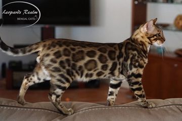 Masked Charcoal Bengal Spotted kittens sale NY,  Bengal cattery WNY New York, LeopardsRealm Bengal,