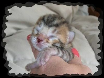 Bengal kittens for sale NY, Bengal cattery WNY New York, Bengal cats kittens for sale in New York,