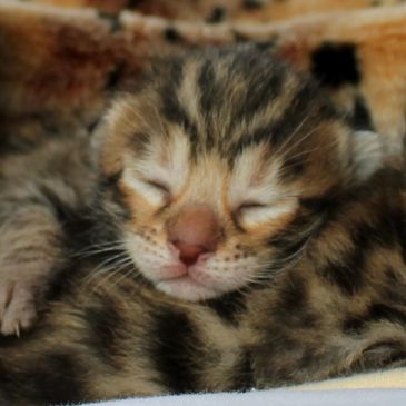 Cute bengal kitten sleeping
