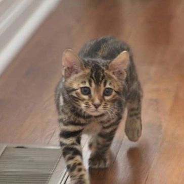 Bengal kitten stalking walk