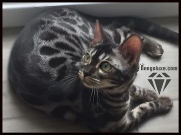 Charcoal Bengal kittens for sale NY, Silver Charcoal Bengal cattery New York, Bengal cats kitten WNY