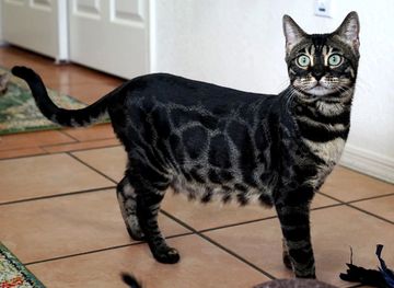 Masked Charcoal Bengal Spotted kittens sale NY,  Bengal cattery WNY New York, LeopardsRealm Bengal,