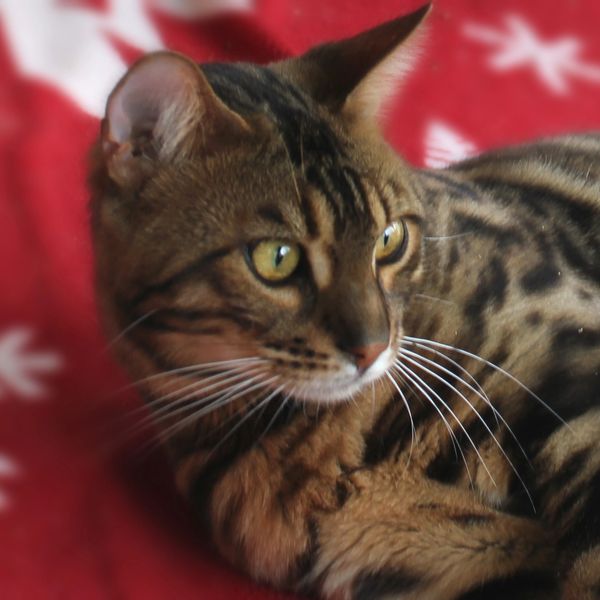 Brown Rosetted kittens sale NY,  Bengal cattery New York, Bengal cats kittens WNY, JungleFusion  NY