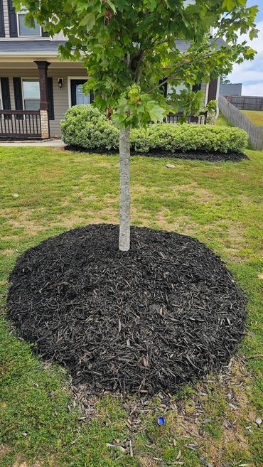 Mulch bed around tree