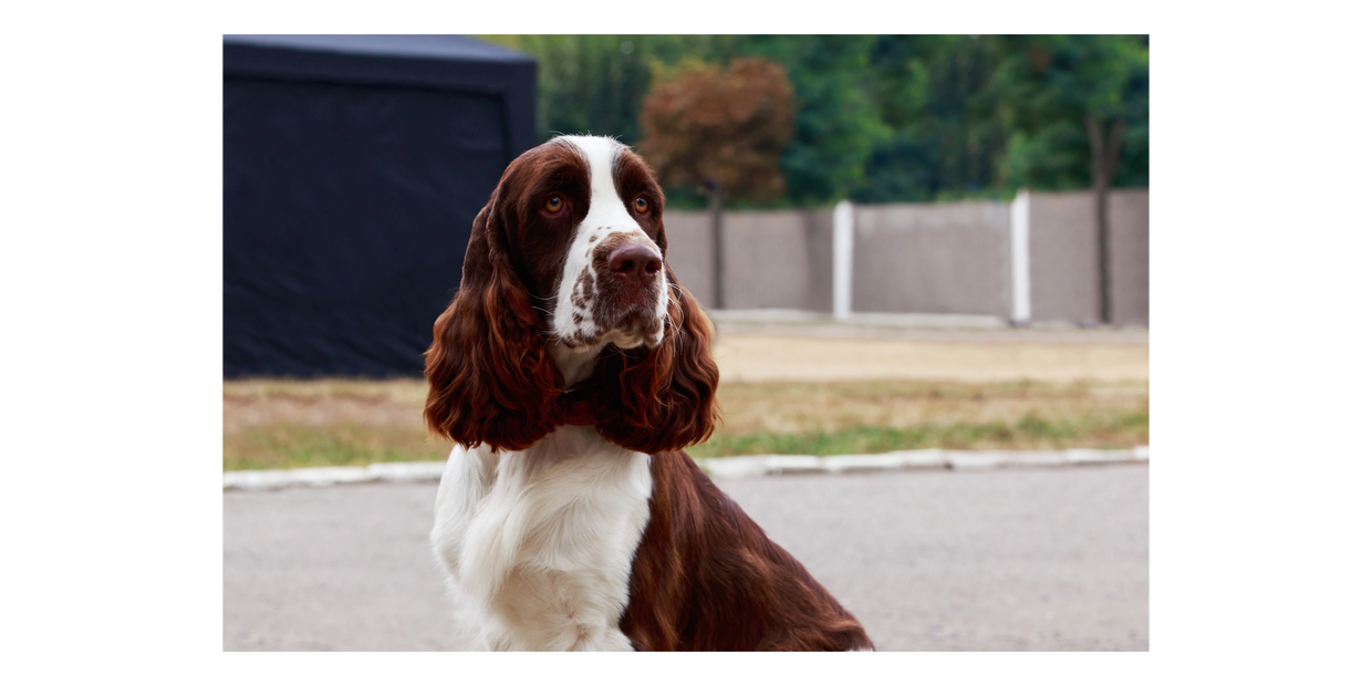 Brown and white english springer spaniel male