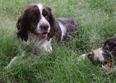 Brown and white English Springer Spaniel puppy for sale.