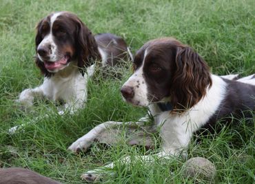 Brown and white english springer spaniel puppy.
