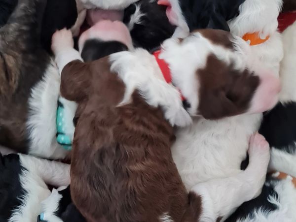 Sharon's Puppy Whelping ID Collars