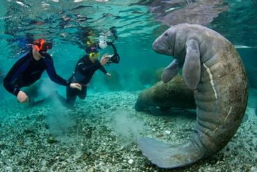 How We Fish Florida Manatee Program