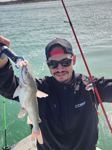 Catfish in the Jetties