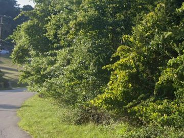 A sunny road curves alongside dense green trees and grass.