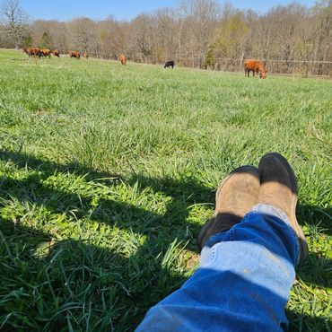 Person relaxing on grass with boots, watching cows graze in a sunny pasture.