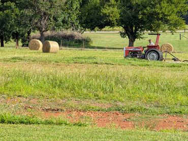 A farmer drives a red tractor in a field with hay bales and green trees.