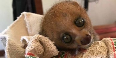 Baby potto