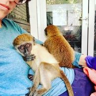 Meet baby Green Monkey Pablo, who came in a few days ago. Yet another monkey taken from the forest t