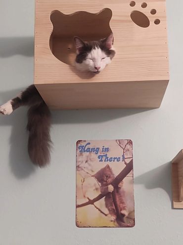 A Cat in a Wooden Box With Paw Print